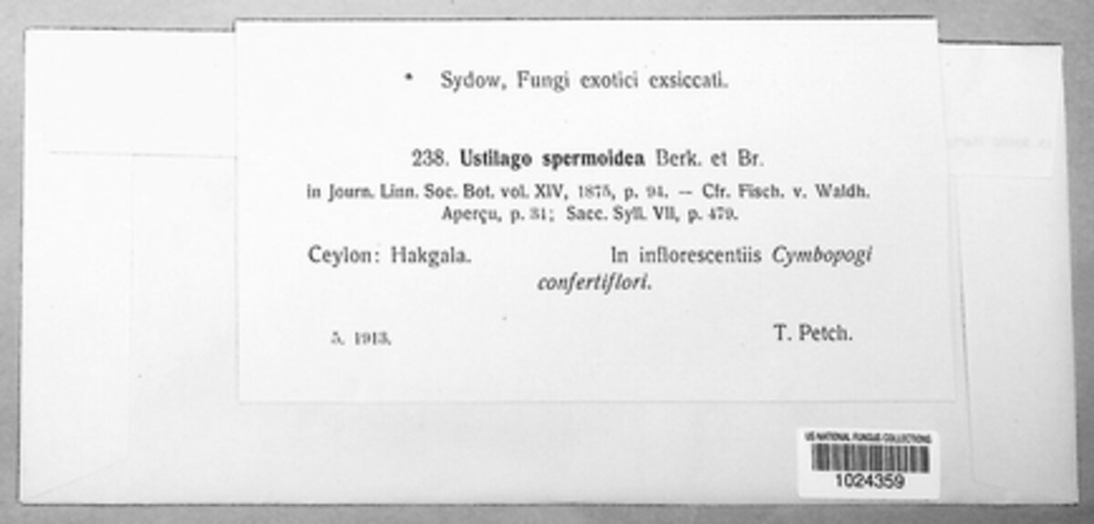Anthracocystis spermoidea image